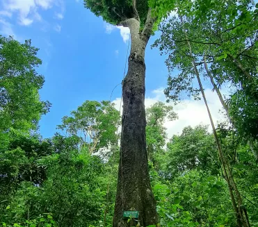 Cây Sao 100 tuổi